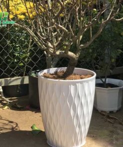 Chậu Nhựa Lưới Giả Sứ tu van dia chi mua chau nhua luoi gia su chinh hang cao cap