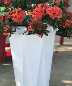 Chậu nhựa trồng cây bát giác ung dung cua loai chau nhua trong cay bat giac