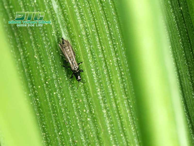 Bọ trĩ là côn trùng gây hại cho cây trồng