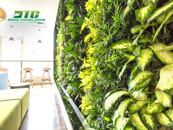 Tìm hiểu về các dịch vụ trang trí cây xanh trên tường