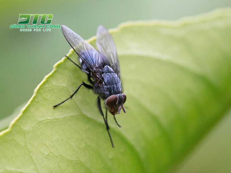 Trồng cây đuổi ruồi để không gian sống an toàn