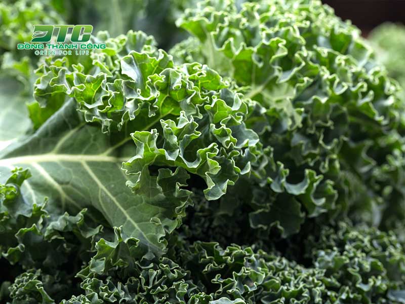Cải xoăn Kale là cây trồng lý tưởng vào mùa thu