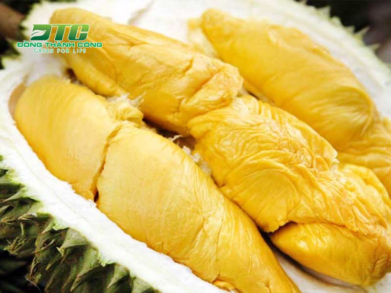 Musang King là loại sầu riêng đặc biệt thơm ngon