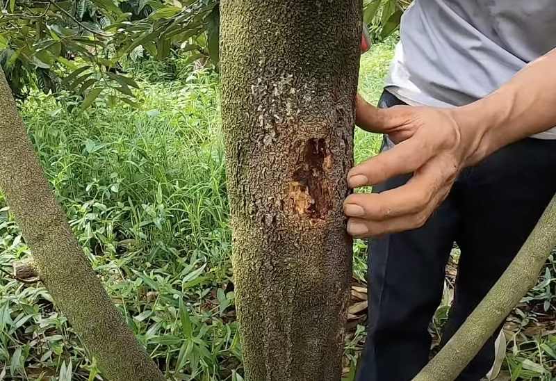 Phòng ngừa sâu bệnh gây hại trên thân cây