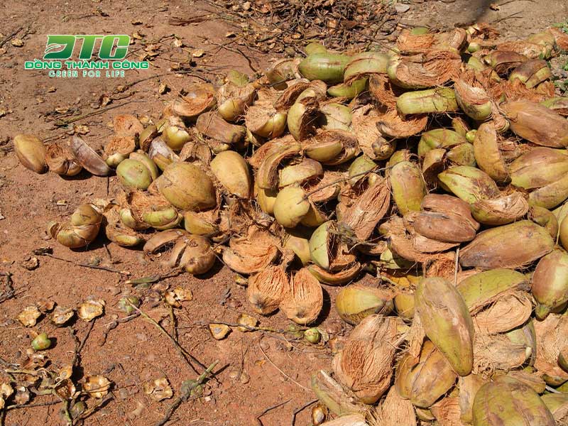 Xơ dừa và mụn dừa là được ứng dụng trong canh tác