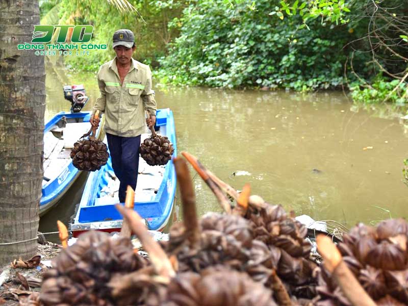Chăm sóc cây dừa nước đúng cách để có được năng suất cao