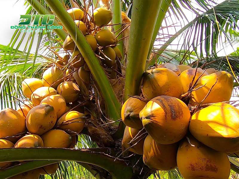 Thực hiện kỹ thuật trồng dừa Mã Lai để mang lại năng suất cao