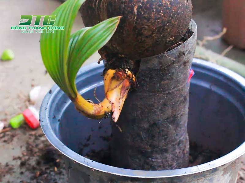Cần chuẩn bị trước khi trồng cây dừa bonsai