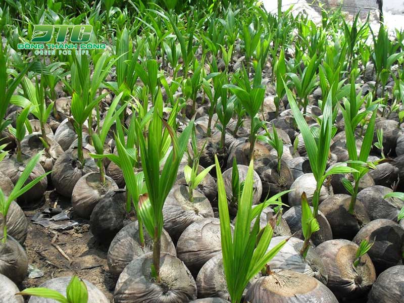 Chuẩn bị đất trồng để trồng cây dừa sáp