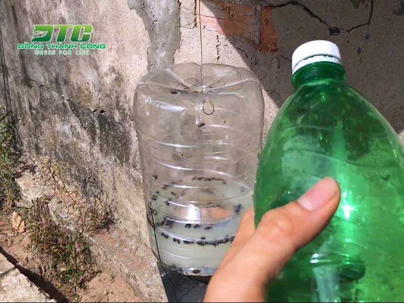 Dùng chai nhựa để bẫy ruồi vàng là cách phổ biến