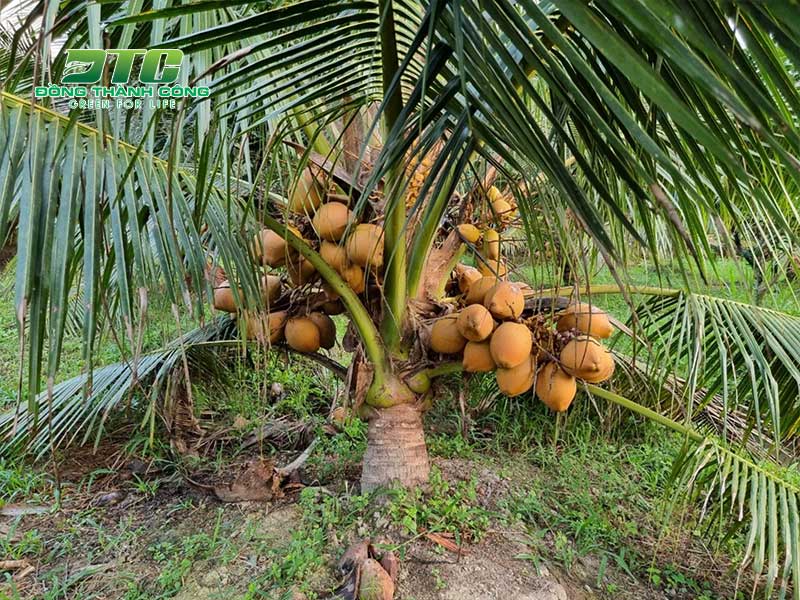 Bà con hãy chăm sóc cây dừa Mã Lai đúng quy trình
