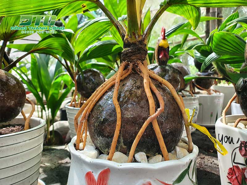 Áp dụng cách trồng dừa bonsai hiệu quả tại nhà