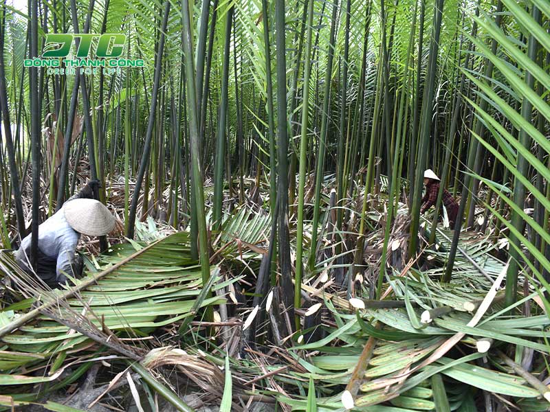 Dừa nước xuất hiện nhiều ở vùng Tây Nam Bộ