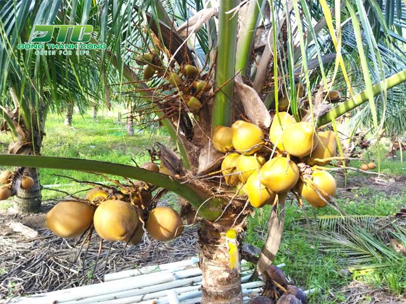 Chuẩn bị những dụng cụ cần thiết khi trồng dừa Mã Lai
