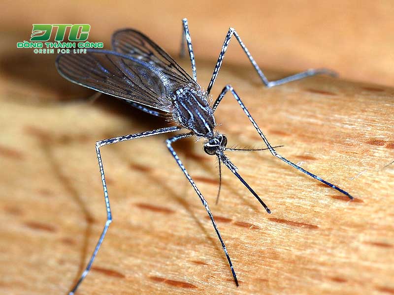 Bọ xít muỗi chuyên gây hại cho cây trồng