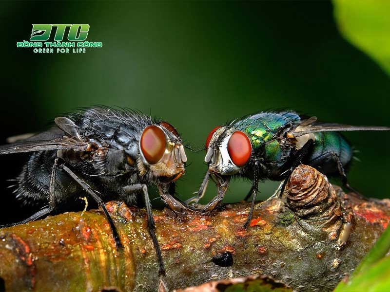 Có không ít các loại cây có tác dụng đuổi ruồi