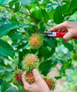 Cây chôm chôm cham soc cay chom chom nhu the nao dam bao nhat