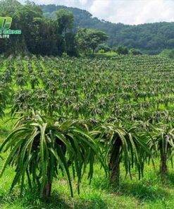 Cây thanh long cong dung chinh ma cay thanh long dem den