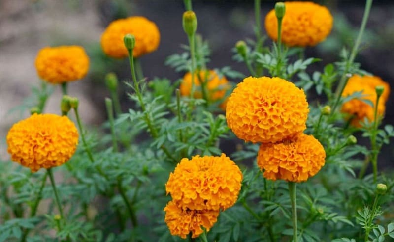Hoa cúc vạn thọ màu cam đang được yêu thích