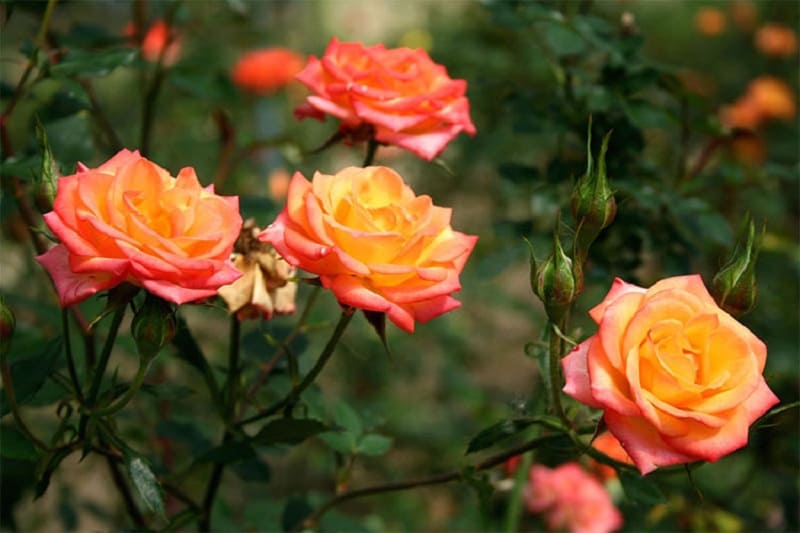 Hoa hồng cam chứa đựng nhiều ý nghĩa