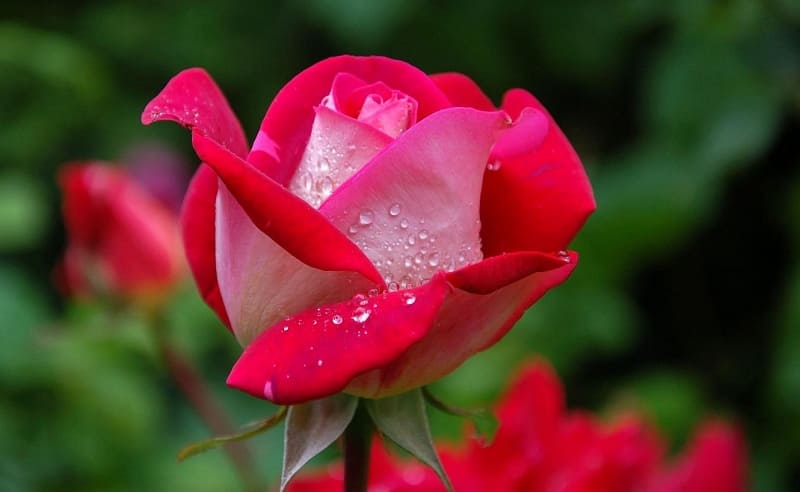 Vẻ đẹp đầy ấn tượng của những bông hoa hồng
