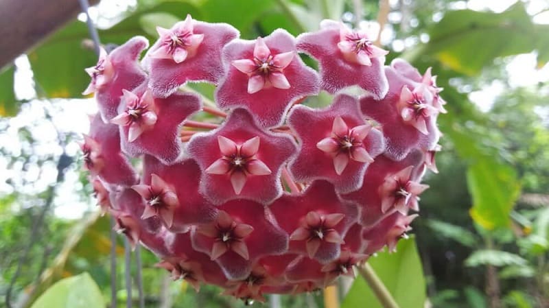 Cây lan cẩm cù sở hữu những bông hoa ấn tượng