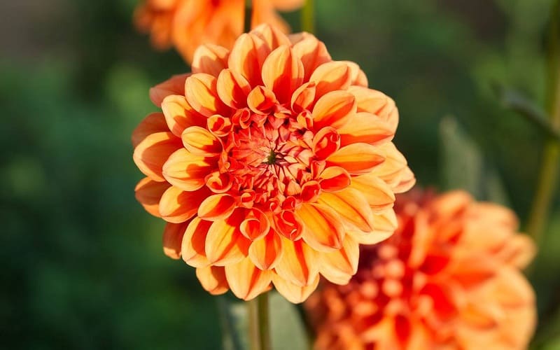 Vẻ đẹp rực rỡ của loài hoa thược dược cam