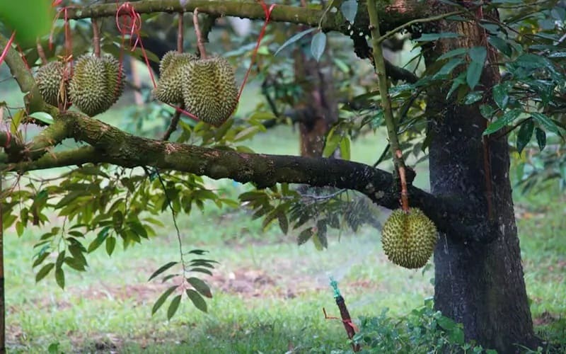 Loại cây ăn trái này có những điều kiện sinh trưởng