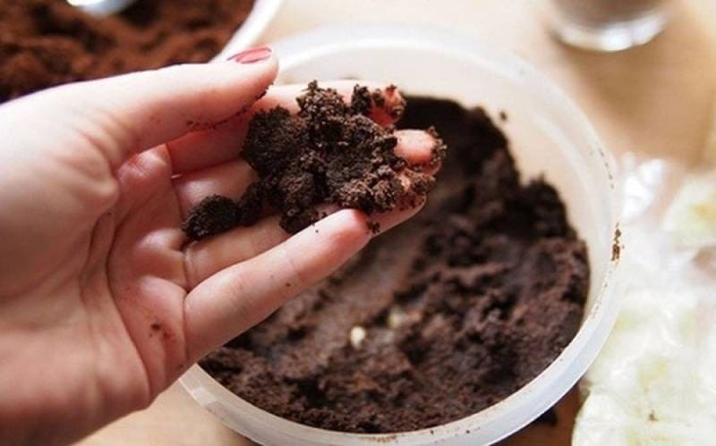 Có nhiều cách để tiêu diệt kiến trong đất trồng cây