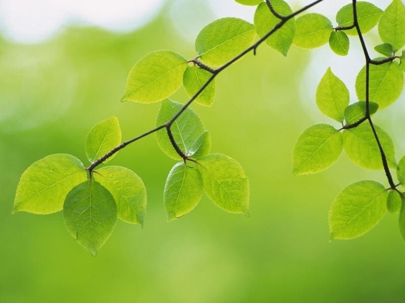 Chất diệp lục là yếu tố làm cho lá cây mang màu xanh