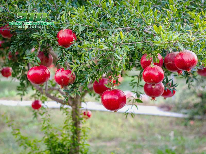 Lựu là một gợi ý hay cho thắc mắc trồng cây gì không phải tưới nước