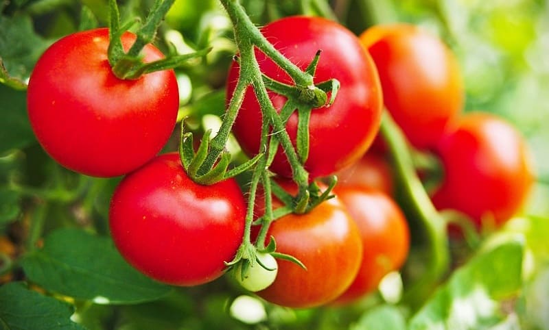 Cà chua là loại cây ăn quả khá phổ biến