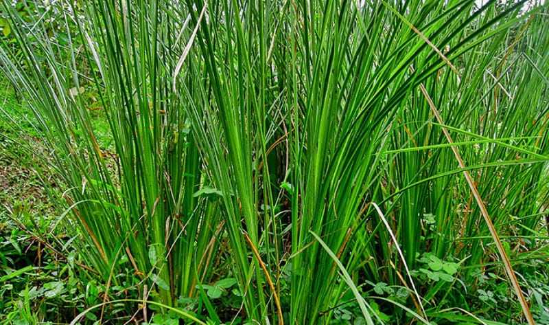 Bộ rễ cỏ Vetiver ăn sâu giúp đất được chặt chẽ hơn