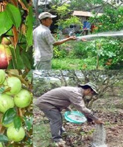 Cây vú sữa bon phan cho cay vu sua