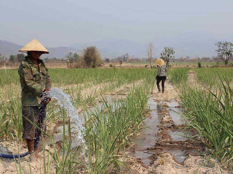 Nên lựa chọn thời điểm để trồng cây mía phù hợp