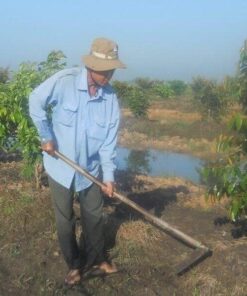 Cây vú sữa cach trong cay vu sua