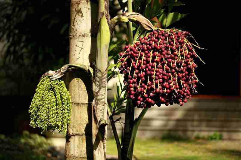 Đủng đỉnh cũng là một loại cây mà bạn cần thận trọng