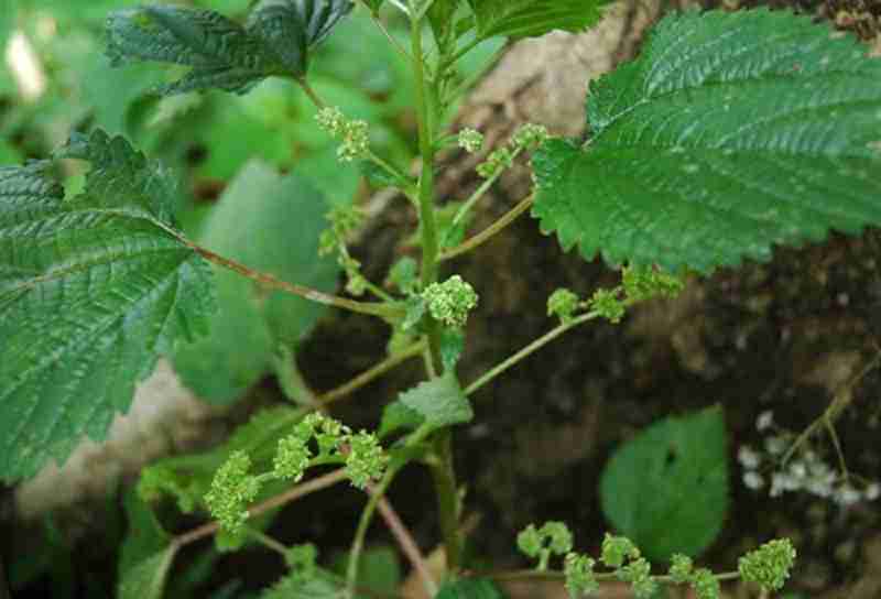 Lá han là một loại cây gây ngứa ngáy