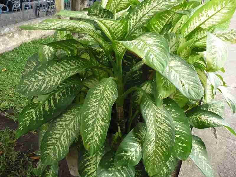 Chất gây ngứa tồn tại ở cây môn trường sinh