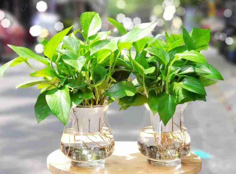 Vạn niên thanh có chứa độc tố