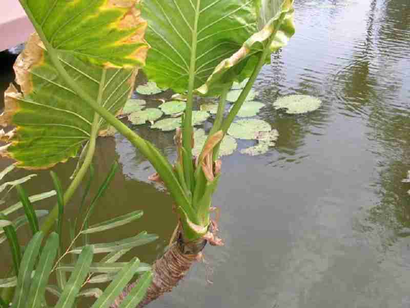 Củ ráy là một loại cây gây ngứa