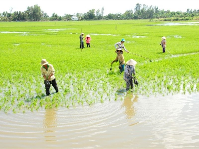 Cách cải tạo đất phèn hiệu quả nhanh chóng trước khi trồng cây Đất phèn ảnh hưởng đến cây trồng