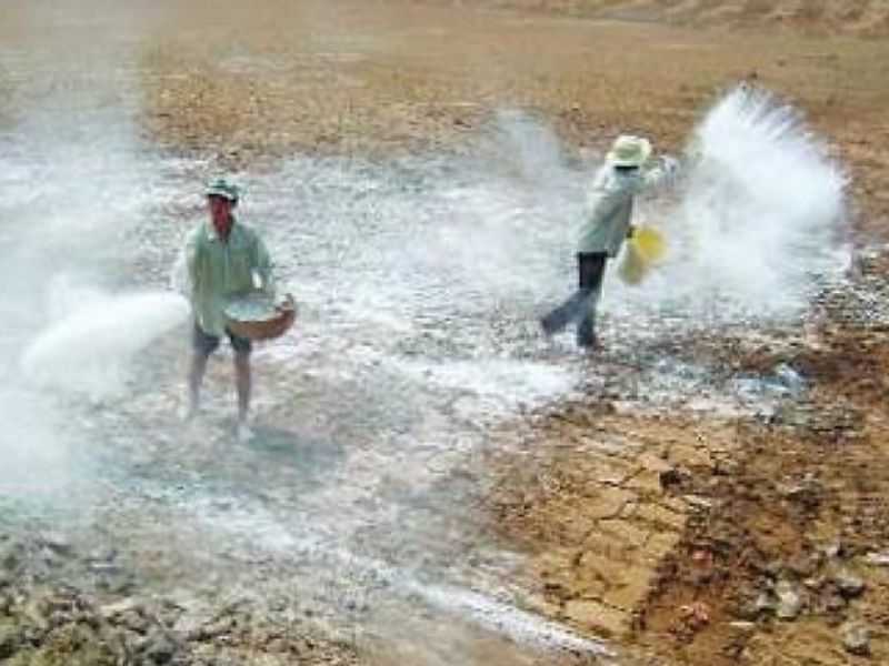 Cách cải tạo đất phèn hiệu quả nhanh chóng trước khi trồng cây Biện pháp bón phân và bón vôi