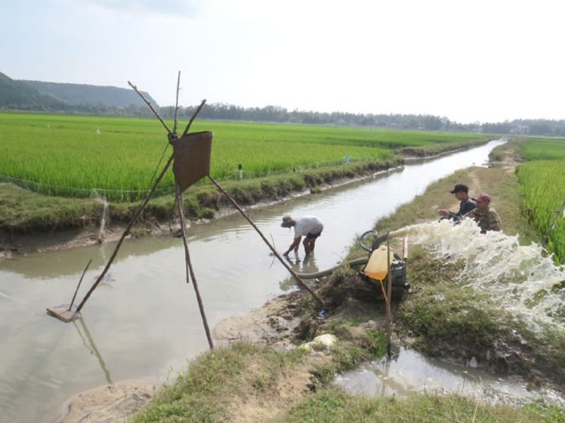 Cách cải tạo đất phèn hiệu quả nhanh chóng trước khi trồng cây biện pháp thuỷ lợi
