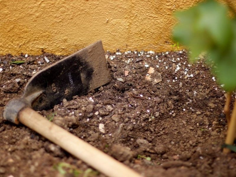 Cách cải tạo đất phèn hiệu quả nhanh chóng trước khi trồng cây cách cải tạo đất phèn