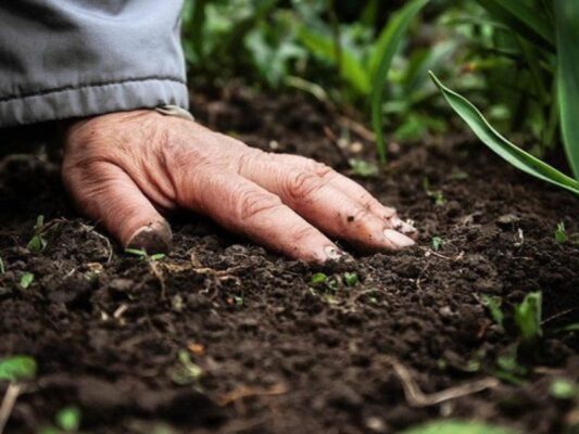 Gợi ý 5 cách giữ ẩm cho đất hiệu quả nhất bạn nên biết Cách giữ ẩm cho đất