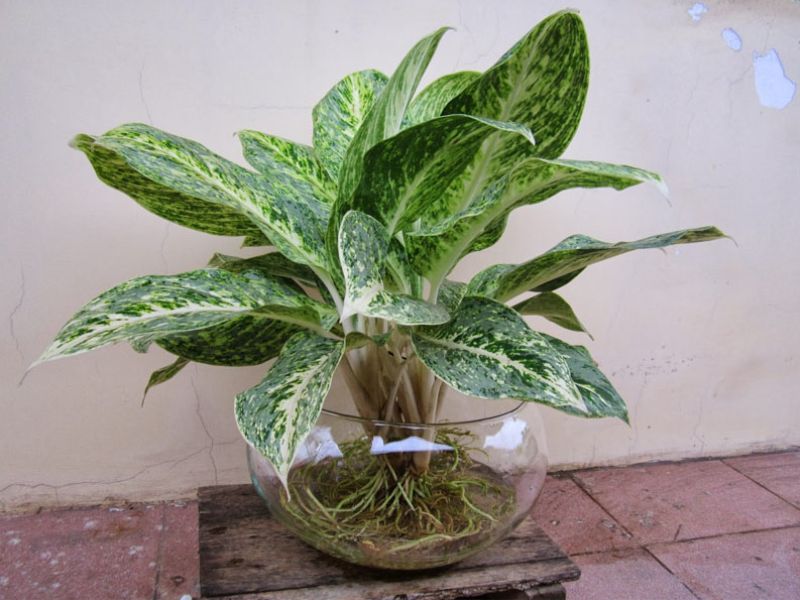 10+ Cây để phòng khách giúp gia chủ phát tài Cây bạch mã hoàng tử