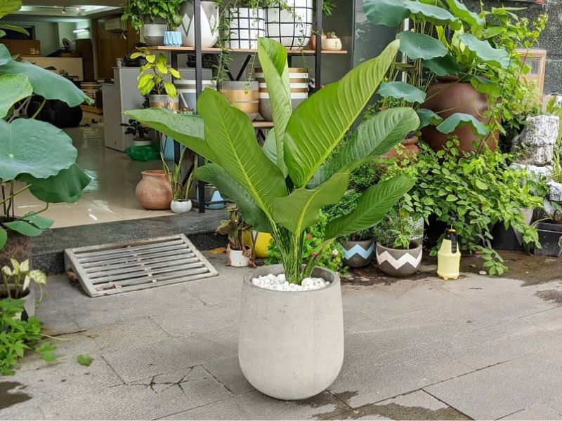 10+ Cây để phòng khách giúp gia chủ phát tài Cây đại phú gia