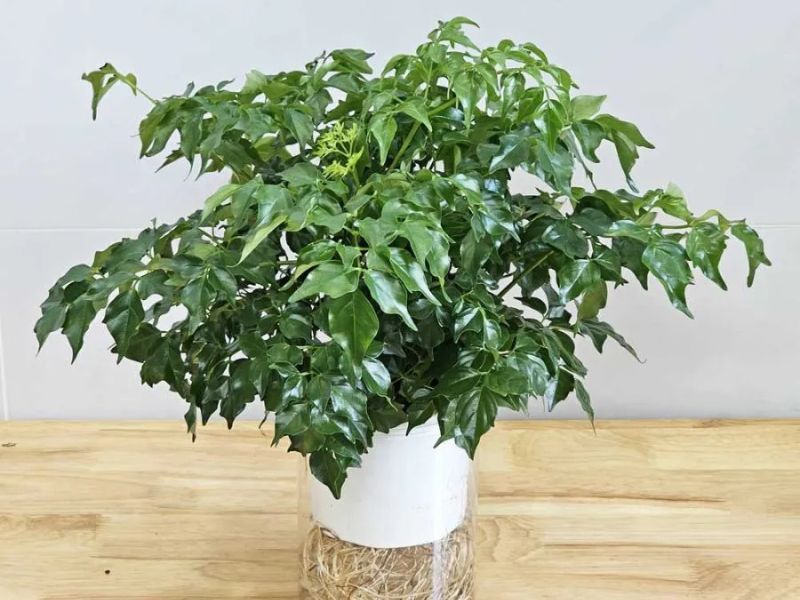 10+ Cây để phòng khách giúp gia chủ phát tài Cây hạnh phúc