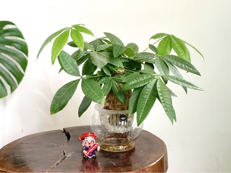 10+ Cây để phòng khách giúp gia chủ phát tài Cây kim ngân